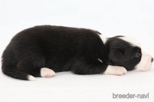 成約済の神奈川県のボーダーコリー-327517の6枚目